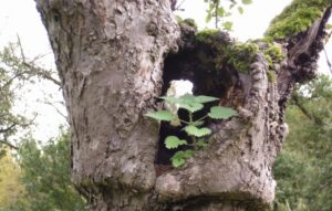 Geomantische Tour | Kraftorte entdecken